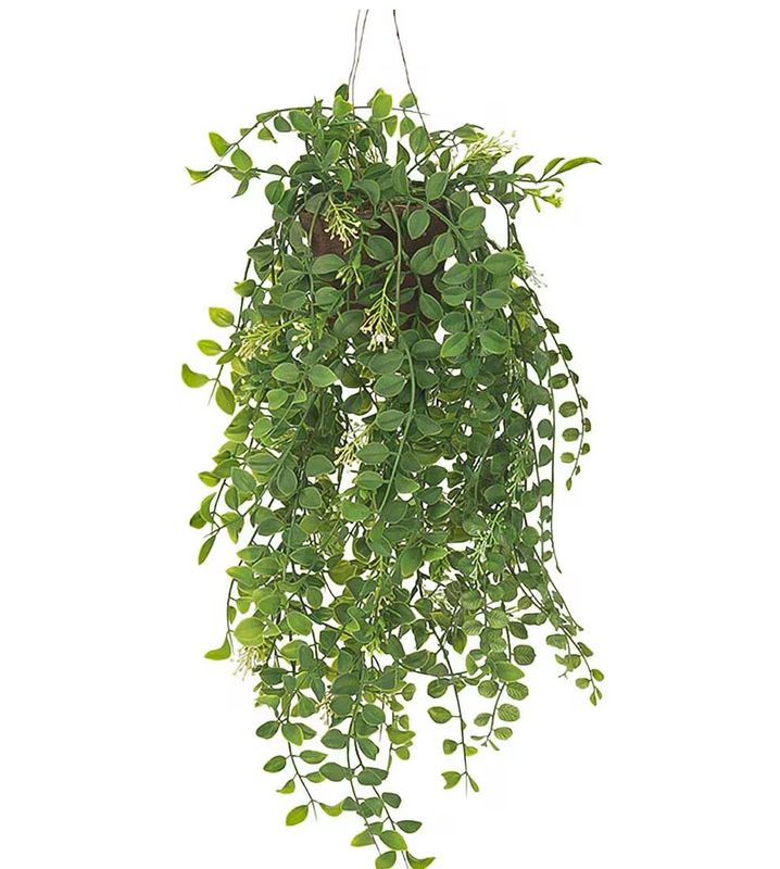 Pilea 52 cm