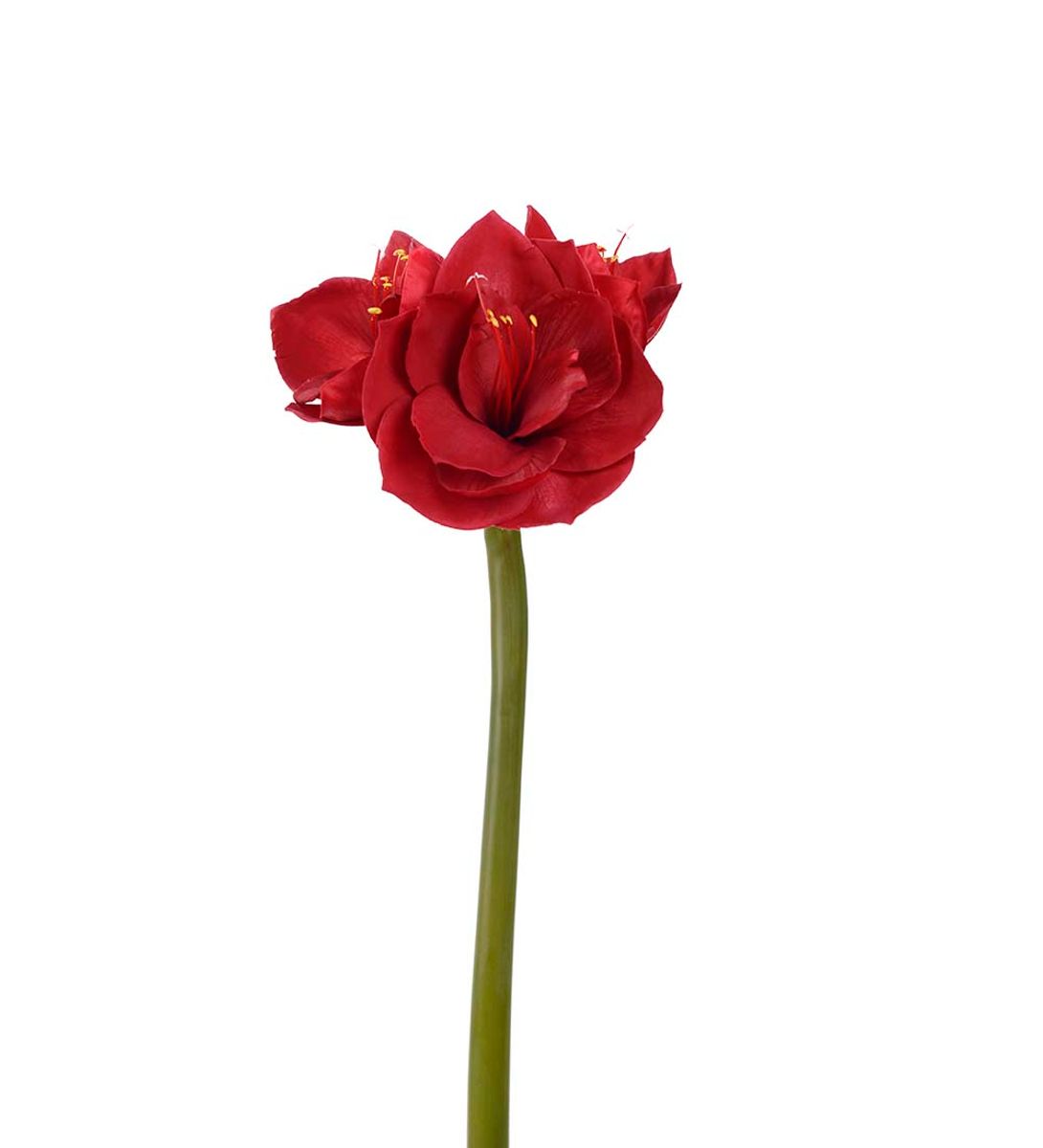 Amaryllis 60 cm, rød