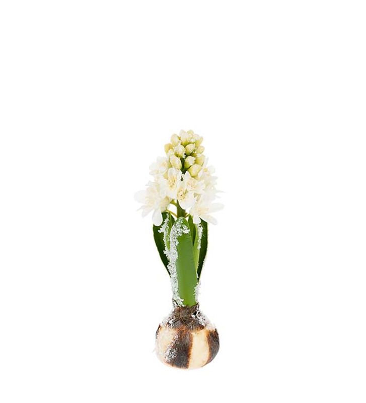 Hyacint, 20 cm
