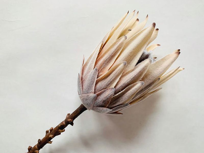 Protea Creme
