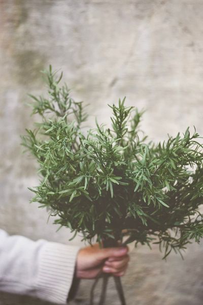 Hovedbilde Rosmarinkvist 68 cm