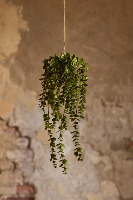Hovedbilde Dischidia 45 cm