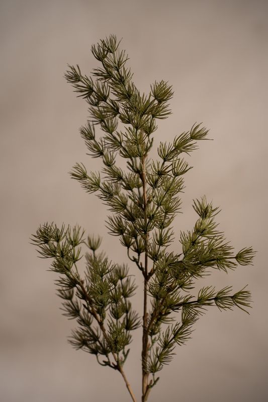 Asparagus 75 cm